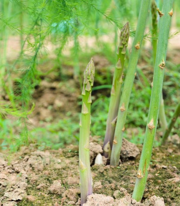 Asparagus Mary Washington
